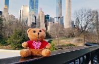 Wilder World Bear in New York City
