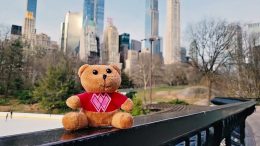 Wilder-World-Bear-in-New-York-City